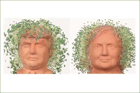 Better Chia Pet, Hillary Clinton or Donald Trump?