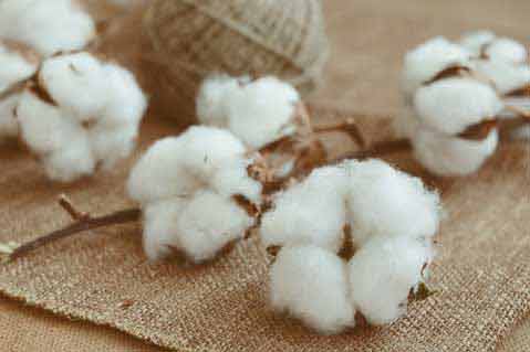 Cotton Prices Forecasted to Fall