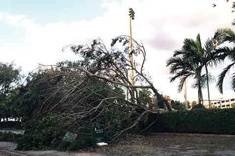 Puerto Rican Distributors Moving Forward A Year After Hurricane Maria