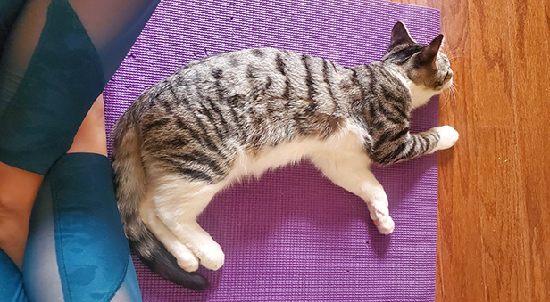 cat yoga