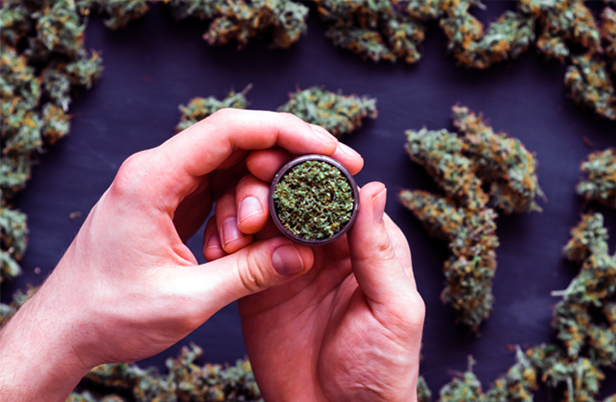 Hands holding grinder of marijuana