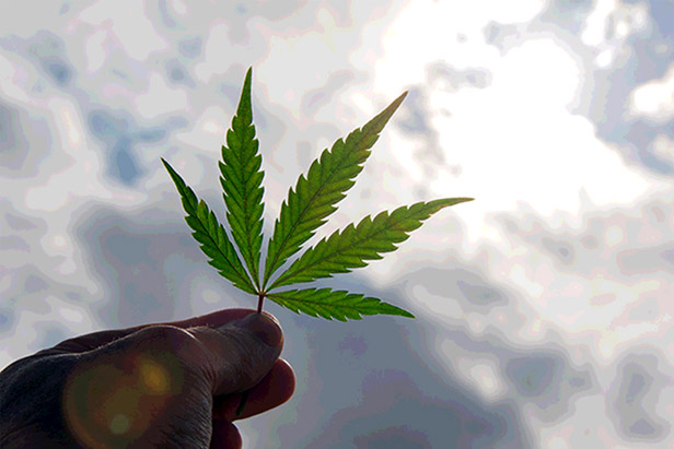 Hand holding cannabis leaf