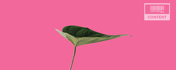 green leaf on pink background