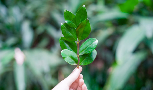 green leaf