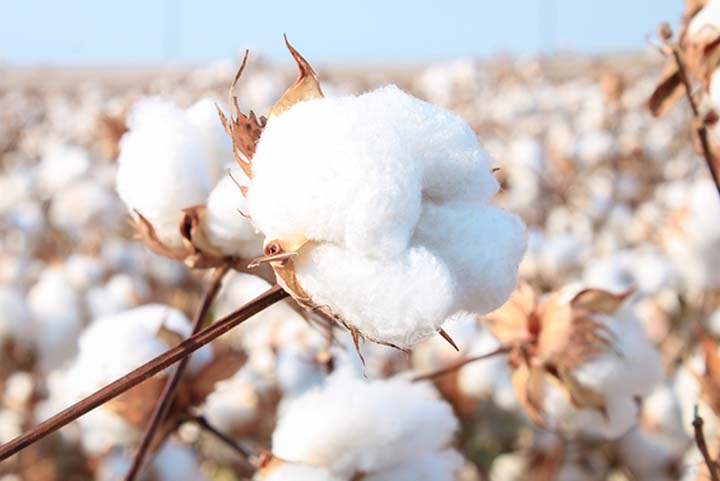 GOTS Cracks Down on Fraud at Cotton Gins