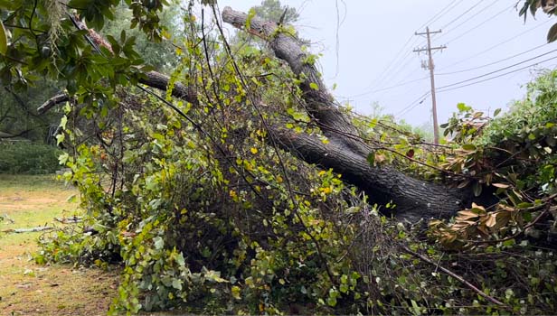 down tree