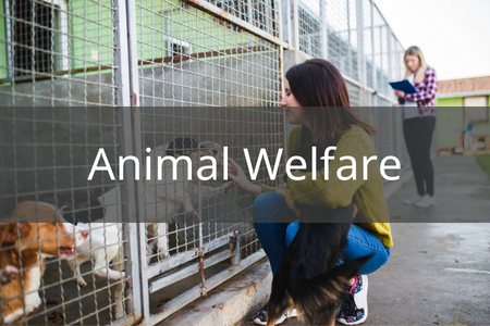 How to Sell Promo to Animal Welfare Groups