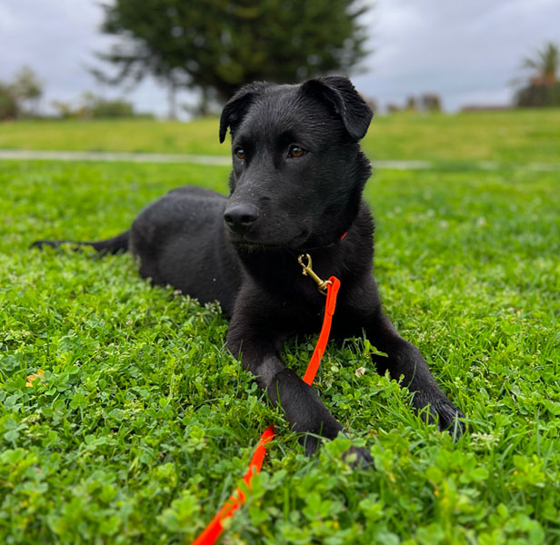 black lab laying in grass, orange leash