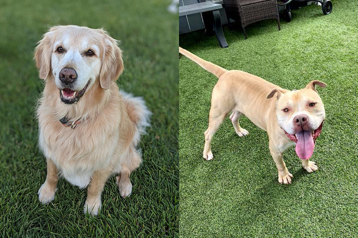 The Bright Side: Logomark Sponsors Two More Service Pups at Shelter to Soldier