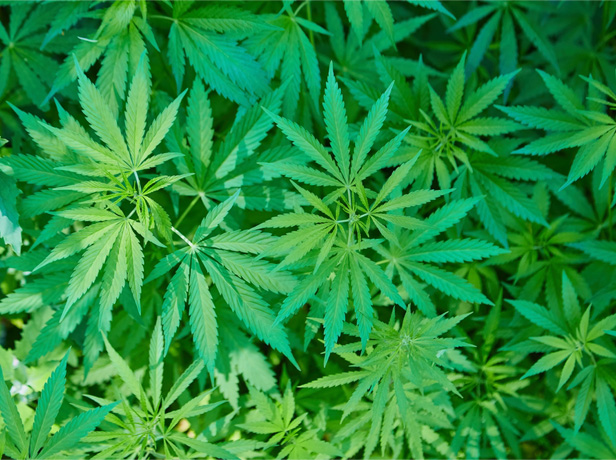 Hemp leaves