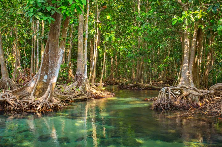 Fluid Branding Plants 100,000 Trees