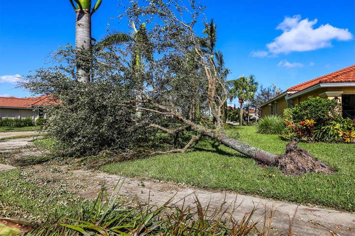 hurricane Idalia damage, tree down