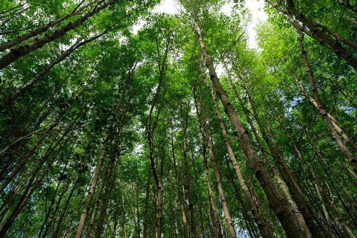 What Jane Goodall Taught Us About Sustainable Promo