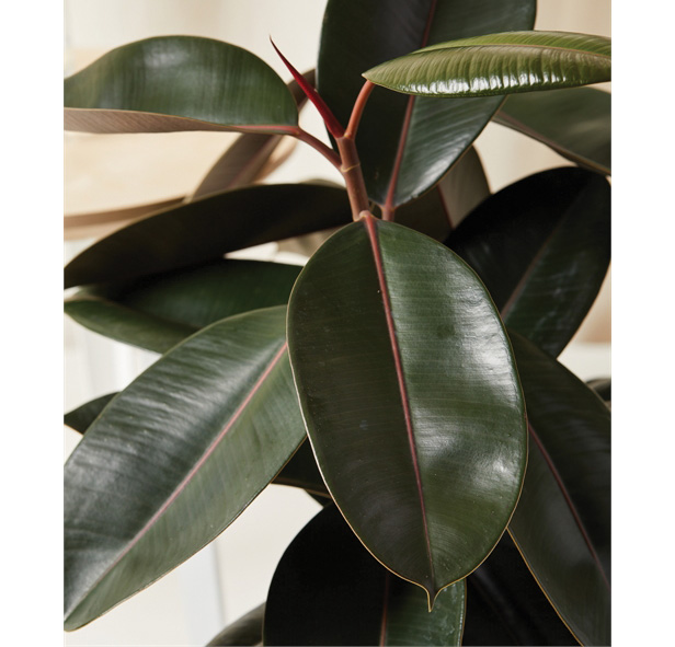 rubber plant