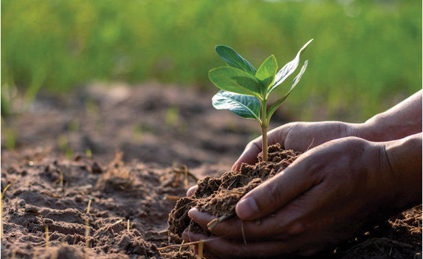 planting tree