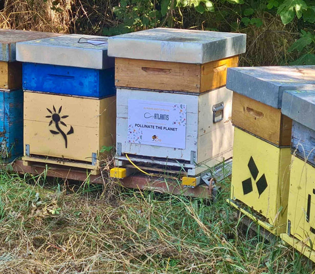 beehive boxes