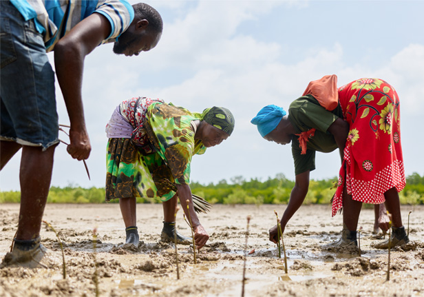 Local workers in Tanzania planting mangrove trees